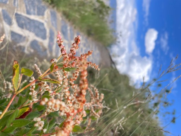 拉薩/布達拉宮-札達/古格王朝遺址皮央東嘎遺址-古寺廟2898489