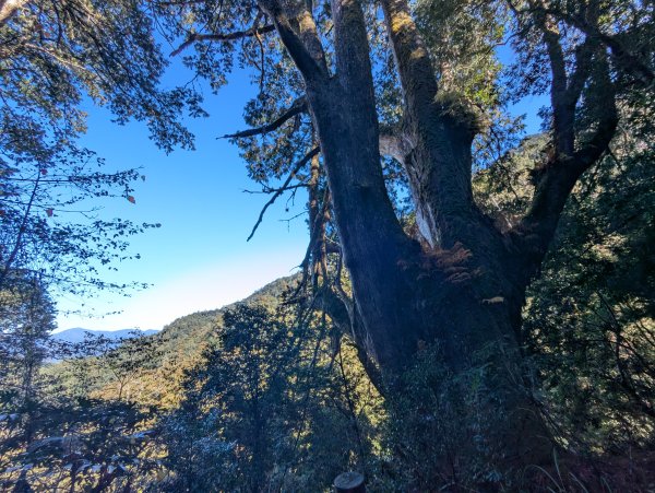 2026.01.03－鎮西堡B區神木群2981163