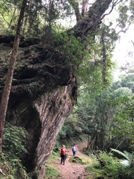 大凍山步道326508