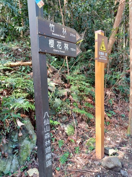 【台中和平】森林步道悠閒走。 八仙山森林遊樂區步道群2784597