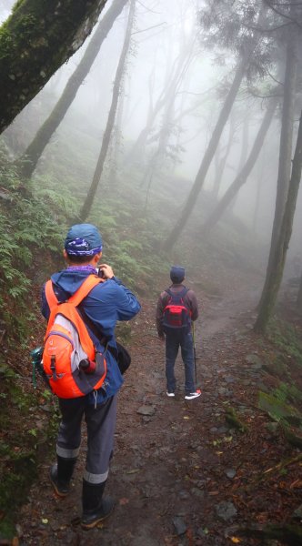 【新竹】觀霧迷幻森林：檜山巨木群步道1112076