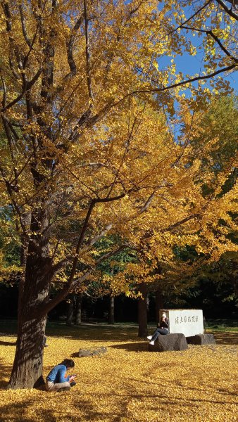 東京都澀谷區代々木公園761046