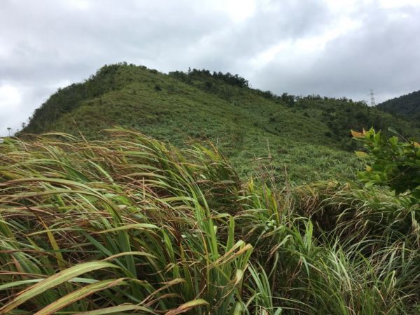 礁溪跑馬古道&鵲子山386901