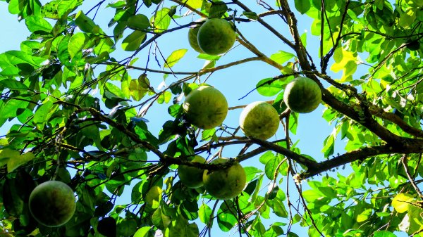 中坑古道東山西山2896458