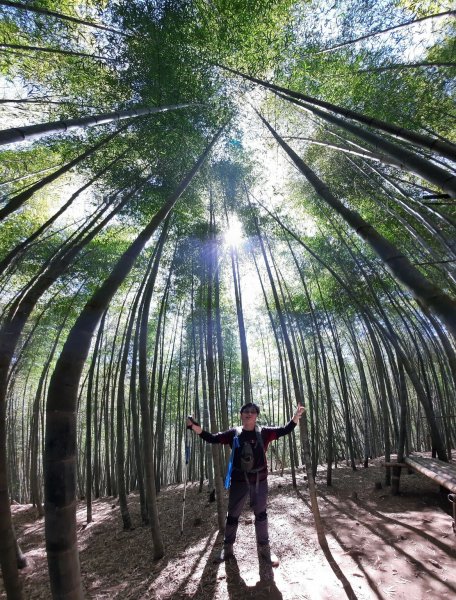 《南投》竹林台灣杉｜溪頭山竹崙山志騰山O繞202302182035828