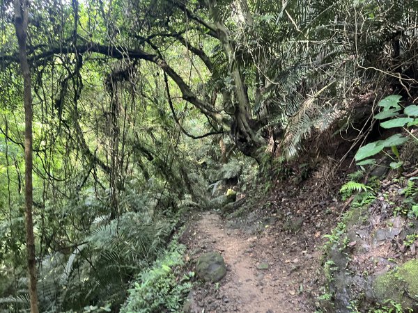 [皮皮獅探險隊-01/10] 2025_0706 六寮古道2830739