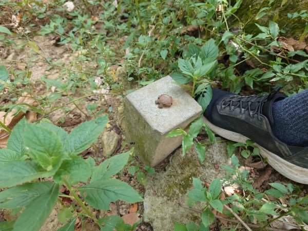 微笑山線之烘爐地任務2836456