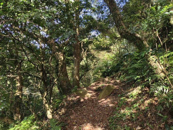 [百山百鳥尋旅-11/15] 2025_0927 大屯主峰-連峰步道_大屯山南峰2899397