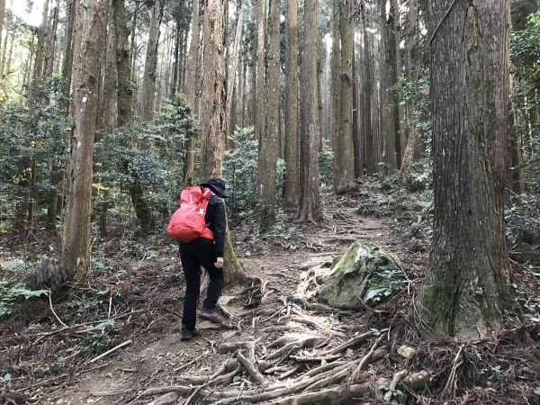 大坪上加里山環走杜鵑嶺114524