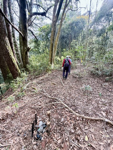 奧萬大登合流點山順撿楓樹林山.獅子頭    2025.3.112734140
