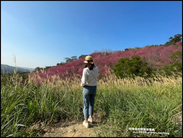 秀才登山步道滿山遍野浪漫山櫻花展風情1268859