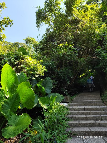 天母水管路步道→天母古道→磺溪→白雲瀑布【發現陽明山、臺北健走趣】2864655