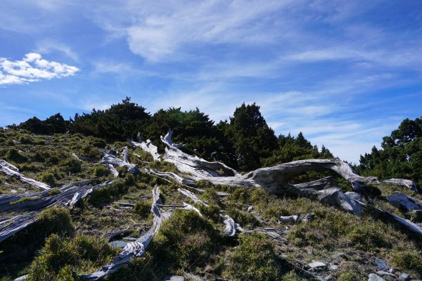 八通關古道西段（三）秀姑坪＆秀姑巒山392013