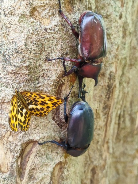 福源山步道-鶯歌大榕樹平台2847751