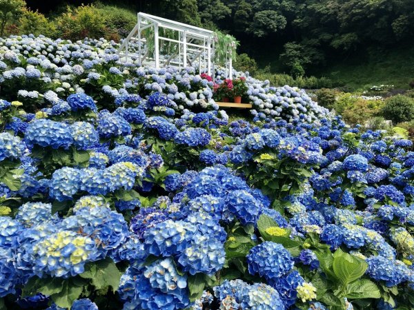 【賞花】連假到竹子湖賞繡球花、地景藝術、交通懶人包