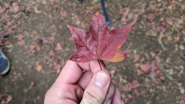 馬那邦山步道(珠湖登山口上)1585902