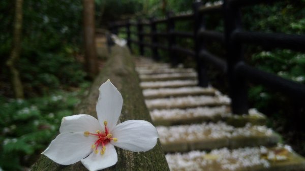 高峰植物園684200