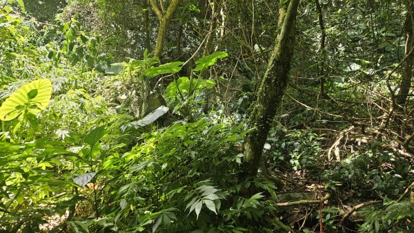 20250820金童玉女月牙天沖(金童嶺-玉女嶺-女王尖-月牙嶺-瑞光嶺-明月崙-清淨嶺-文筆嶺-清2872759