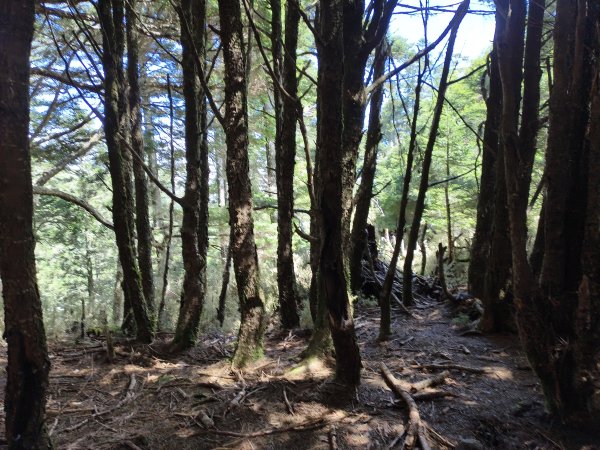 北一段(10/14)馬比杉山 2025_0906~132887126