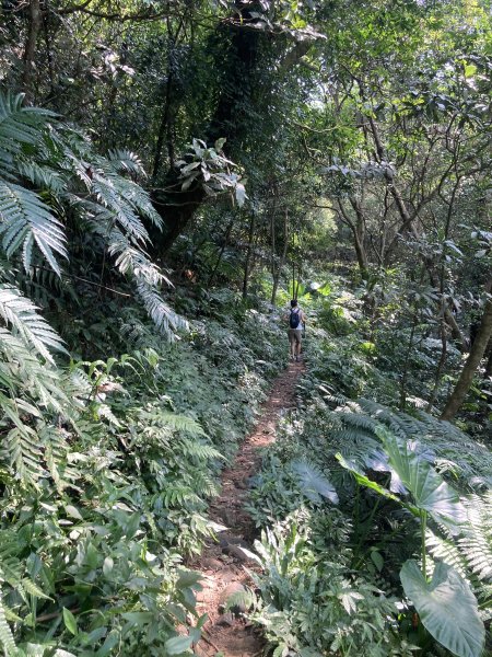 渡南古道+飛鳳古道2564101