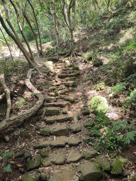 微笑山線：【大棟山系】百年大榕樹段2868487