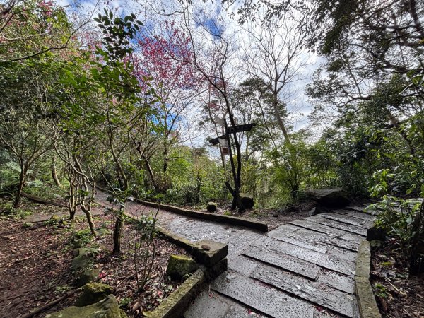 觀音山小木馬探路2703452