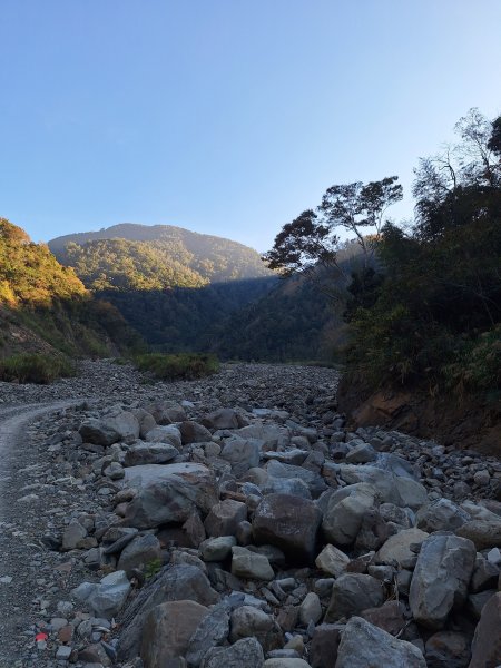 神木村千年樟木202512112959509