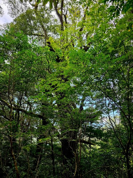 李崠山步道-2025森遊竹縣皮皮獅探險隊2892630