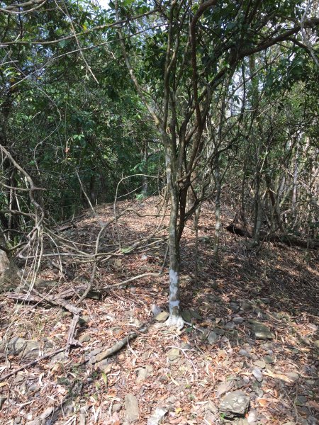 20220305高雄望頭山1633597