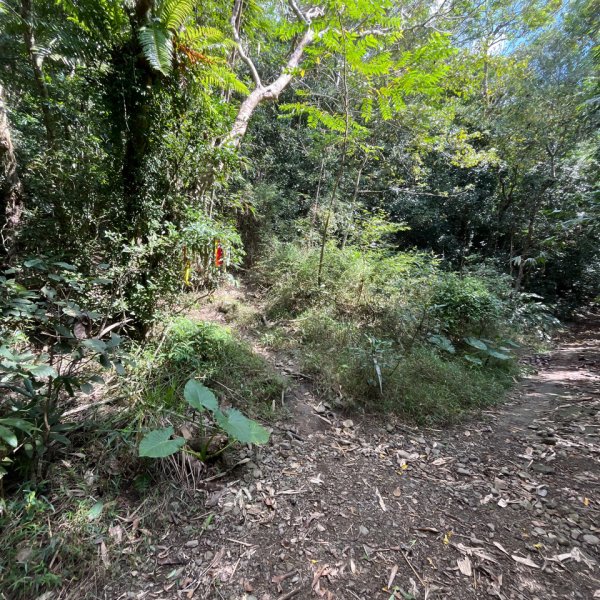 20251115_白雲山（高雄小百岳）2941527