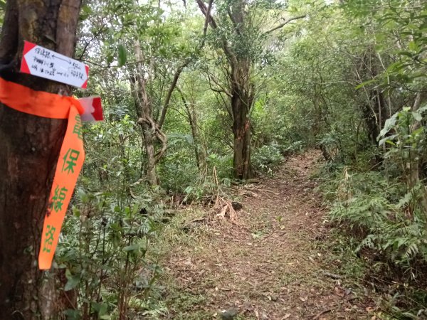 雙溪區彎穹平林山+平湖東步道+紙坑古道(億山煤礦)+紙坑山出平水聚落O型2965797