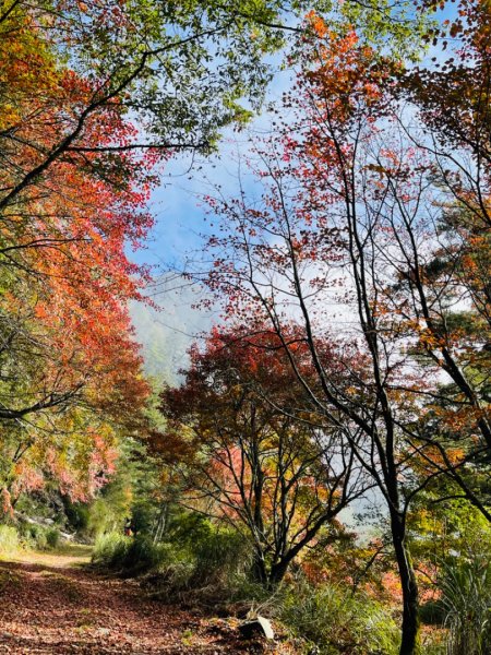 1101211大雪山230林道9.2k/雪山西稜登山口1546692