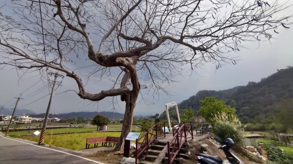2026樟之細路 | 第二大段 | 關西~橫山3041813