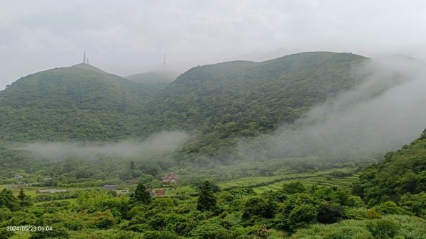 陽明山再見雲海&雲瀑5/23 #五色鳥育雛2510723