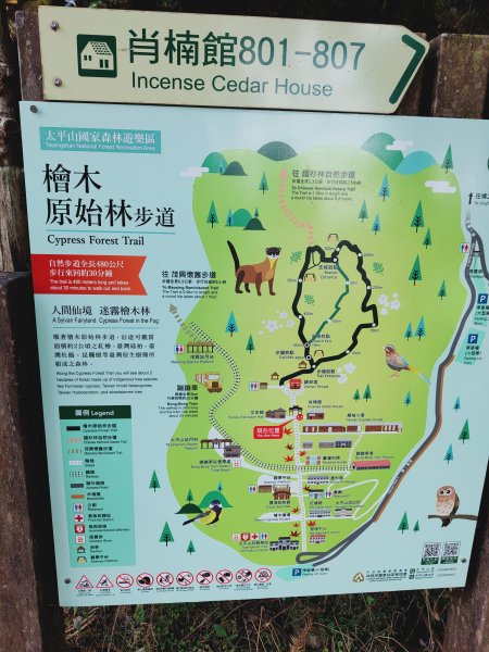 太平山檜木原始林步道1293015