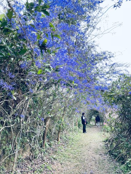 20250224 南投粉紅山丘麝香木秘境2743822