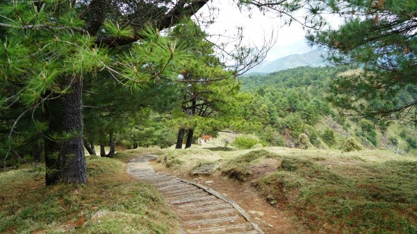 20180420鹿林山 麟趾山1495681