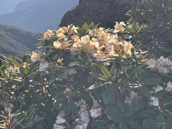 合歡尖山3050947