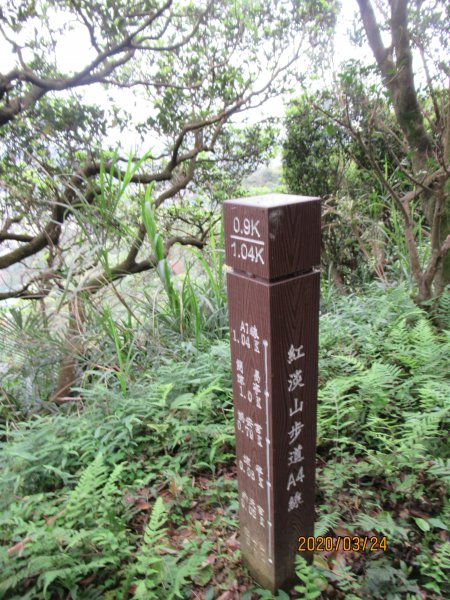 紅淡山步道907480