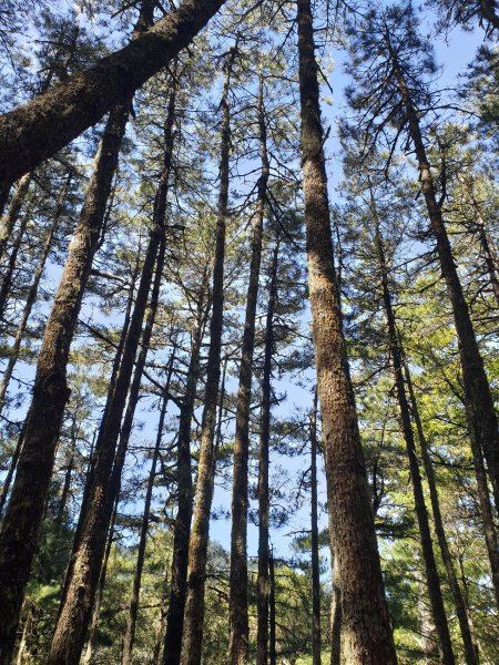 大學生暑假就是要爬山!!南湖大山縱走643865