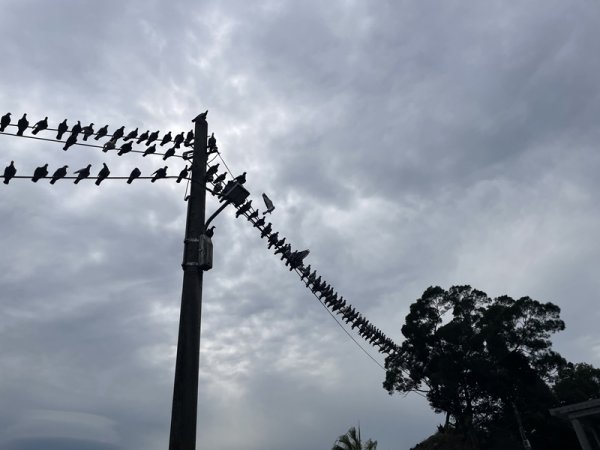 2026台北大縱走3013908