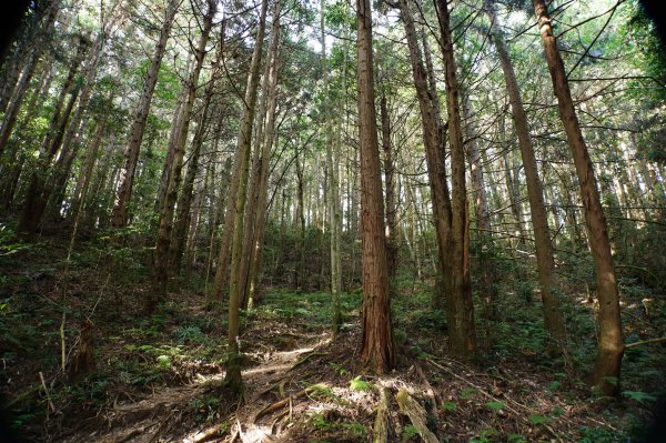 新竹 五峰 野馬瞰山2924665