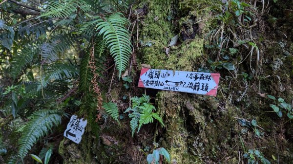 金柑樹山、忘憂森林步道｜嶺頭山2645530