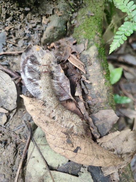 微笑山線鳶山山系2844426