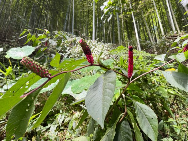 羊彎上武岫大崙山茶園尋山頭2824880