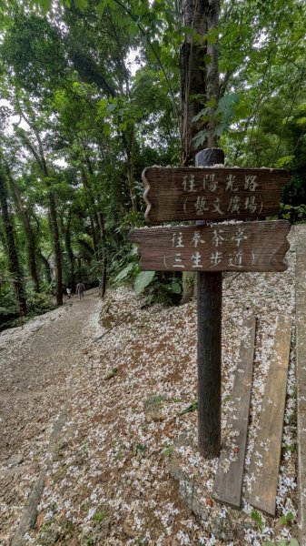 114.05.04三芝桐花步道-百年田梯步道-大鵬足湯公園2779892