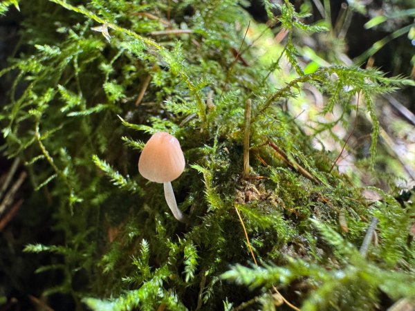 小雪山段國家步道：小雪山資訊站走鞍馬山船形山下收費站3068148