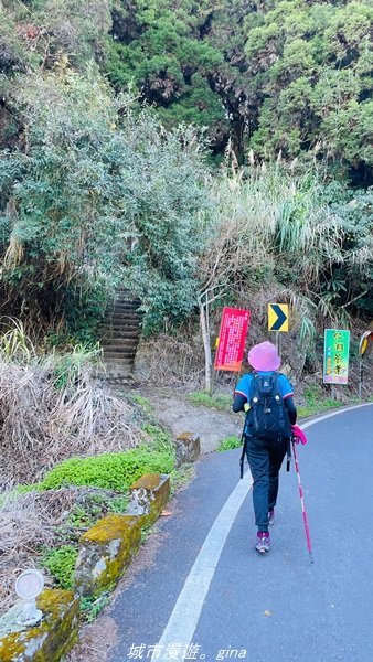 【南投。竹山】茶園竹林巨木櫻花景緻很美(四連峰)。 小百岳集起來。 編號54小百岳金柑樹山1624812