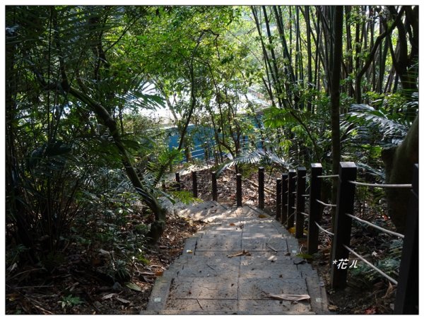 霧峰/桐林里登山步道920498