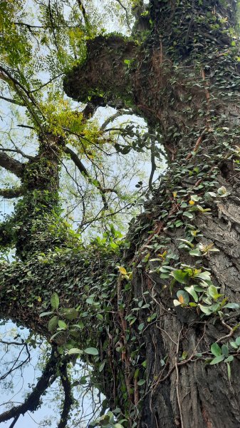 《台中》苦楝樹王｜潮洋溪惠來溪步道生態之旅202303-042124116